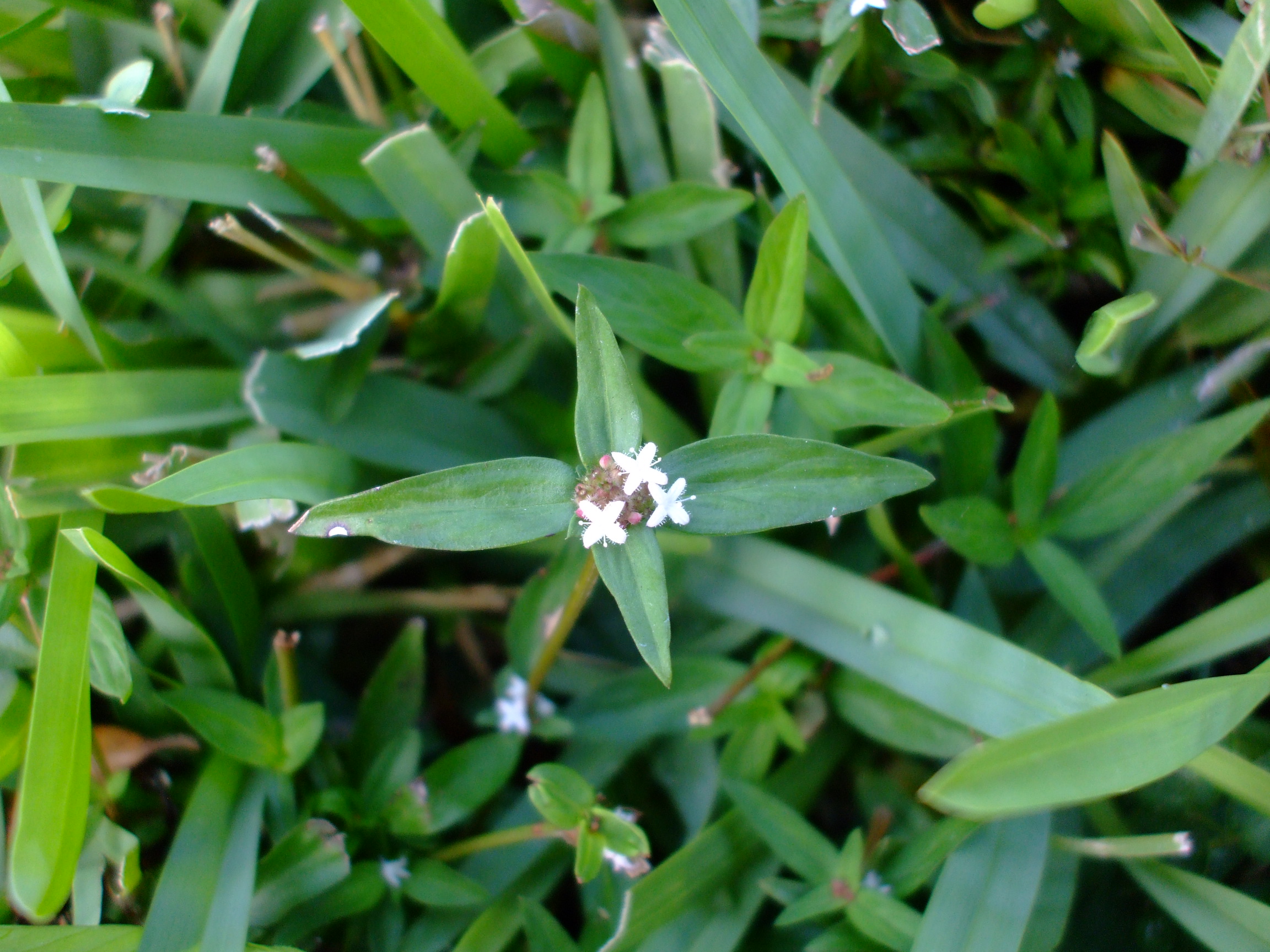 Diodia virginiana